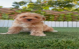 Caniche Toy perros en venta: CANICHE TOY MACHO - Imagen 7