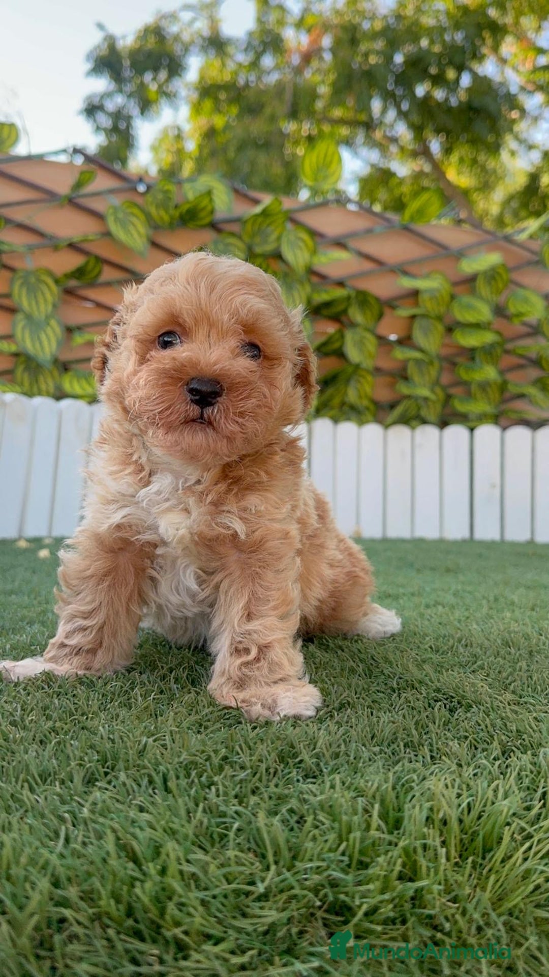 Caniche Toy perros en venta: CANICHE TOY MACHO - Imagen 7