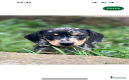 Teckel Miniatura perros en venta: TECKEL MINIATURA HEMBRA MERLE  en Barcelona - Imagen 4