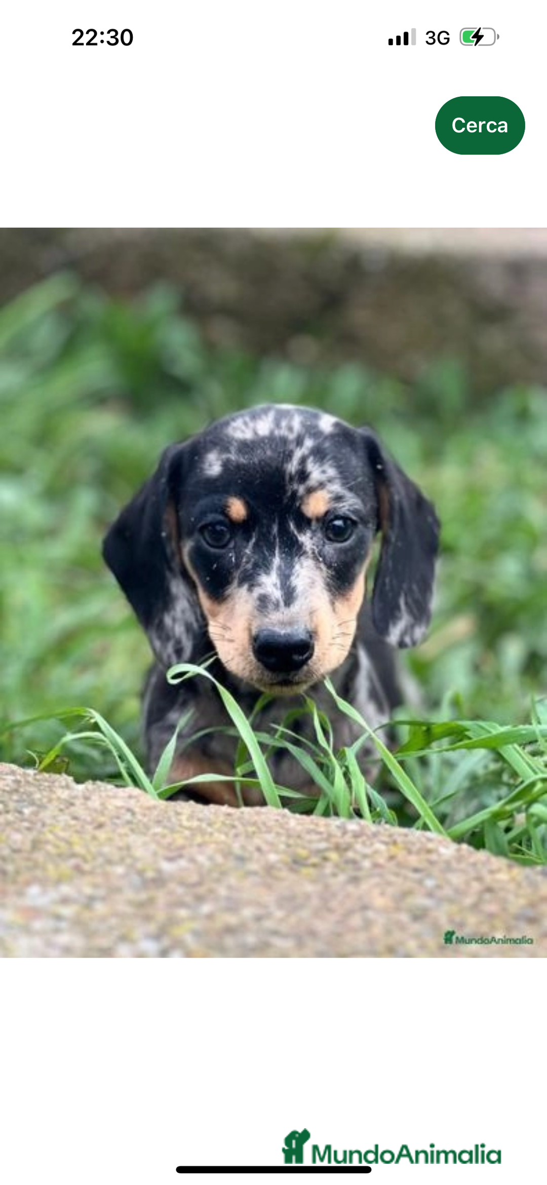 Teckel Miniatura perros en venta: TECKEL MINIATURA HEMBRA MERLE  en Barcelona - Imagen 4