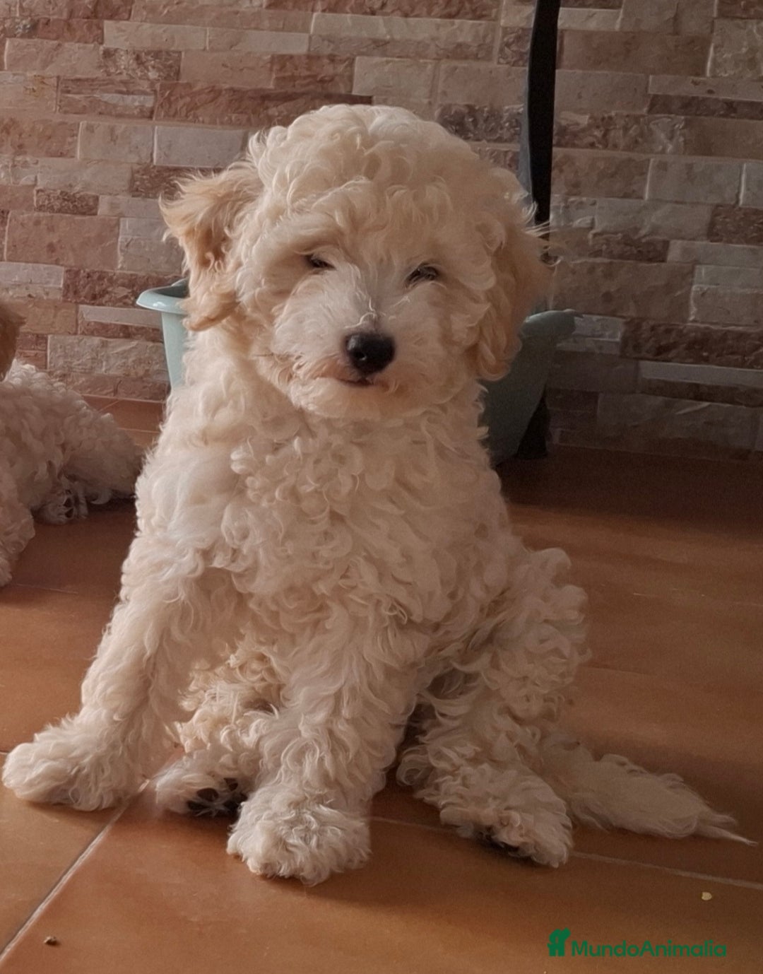 Caniche Enano perros en venta: ÚLTIMA HEMBRA CANICHE - Imagen 6