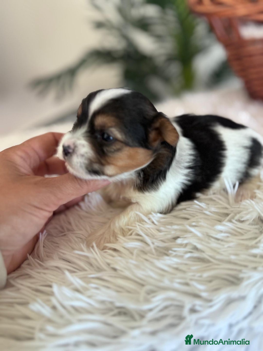 Yorkshire Terrier perros en venta: YORKSHIRE BIEWER - Anuncio 2