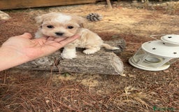 Maltipoo perros en venta: Maltipoo disponible, fotos actuales !!! - Imagen 4