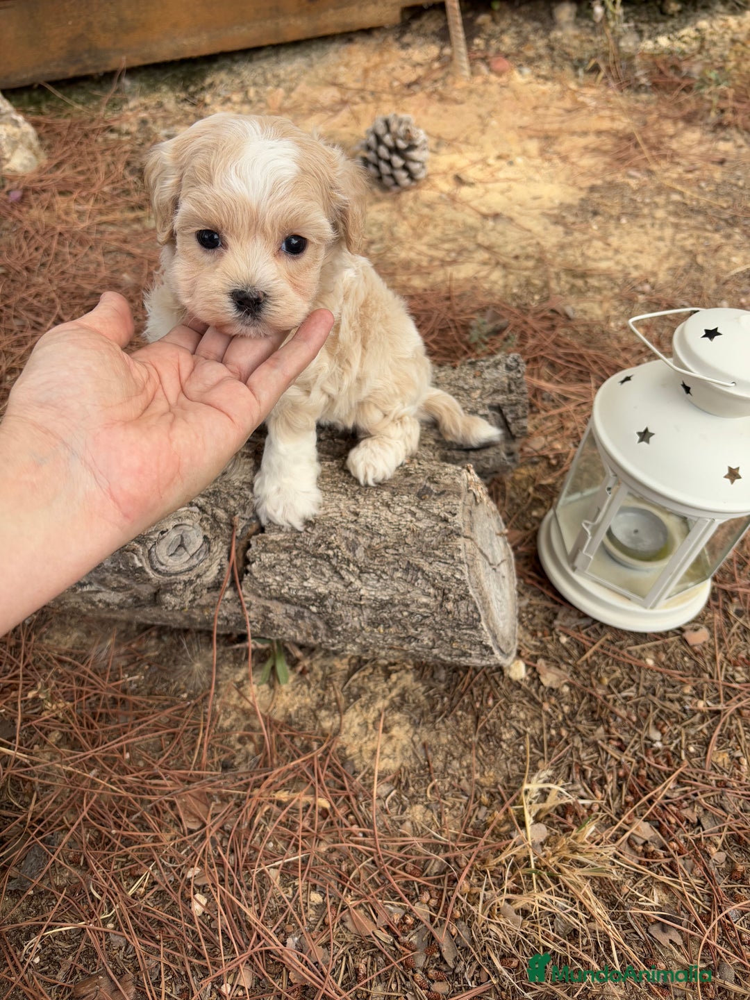 Maltipoo perros en venta: Maltipoo disponible, fotos actuales !!! - Imagen 4