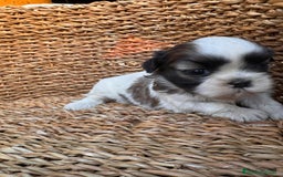 Shih Tzu perros en venta: Shih tzu mini - Imagen 5