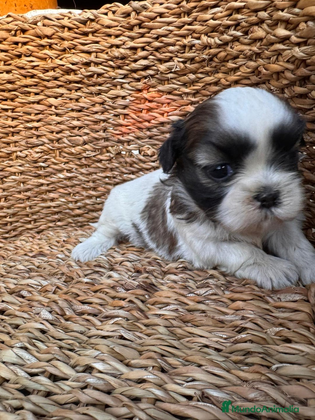 Shih Tzu perros en venta: Shih tzu mini - Imagen 5