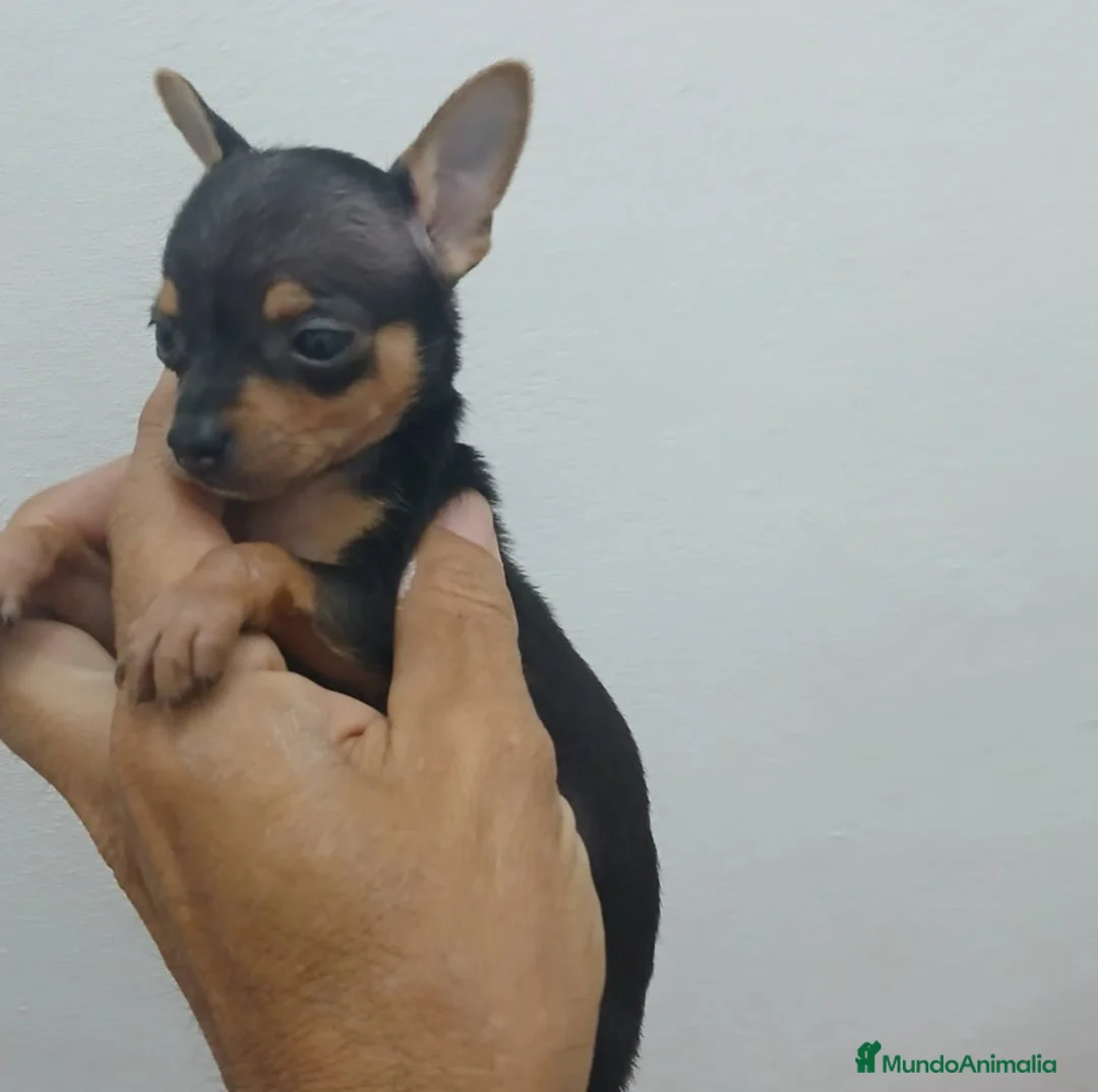 Pinscher Miniatura perros en venta: Espectacular Mini pinche negro fuego  - Anuncio 1