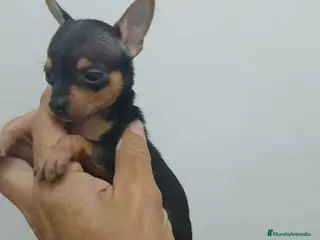 Pinscher Miniatura perros Espectacular Mini pinche negro fuego - Anuncio 1