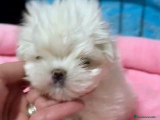 Bichón Maltés perros BICHÓN MALTÉS LÍNEA COREANA · EXCELENCIA - Anuncio 1