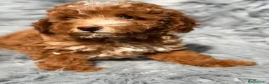 Maltipoo 1