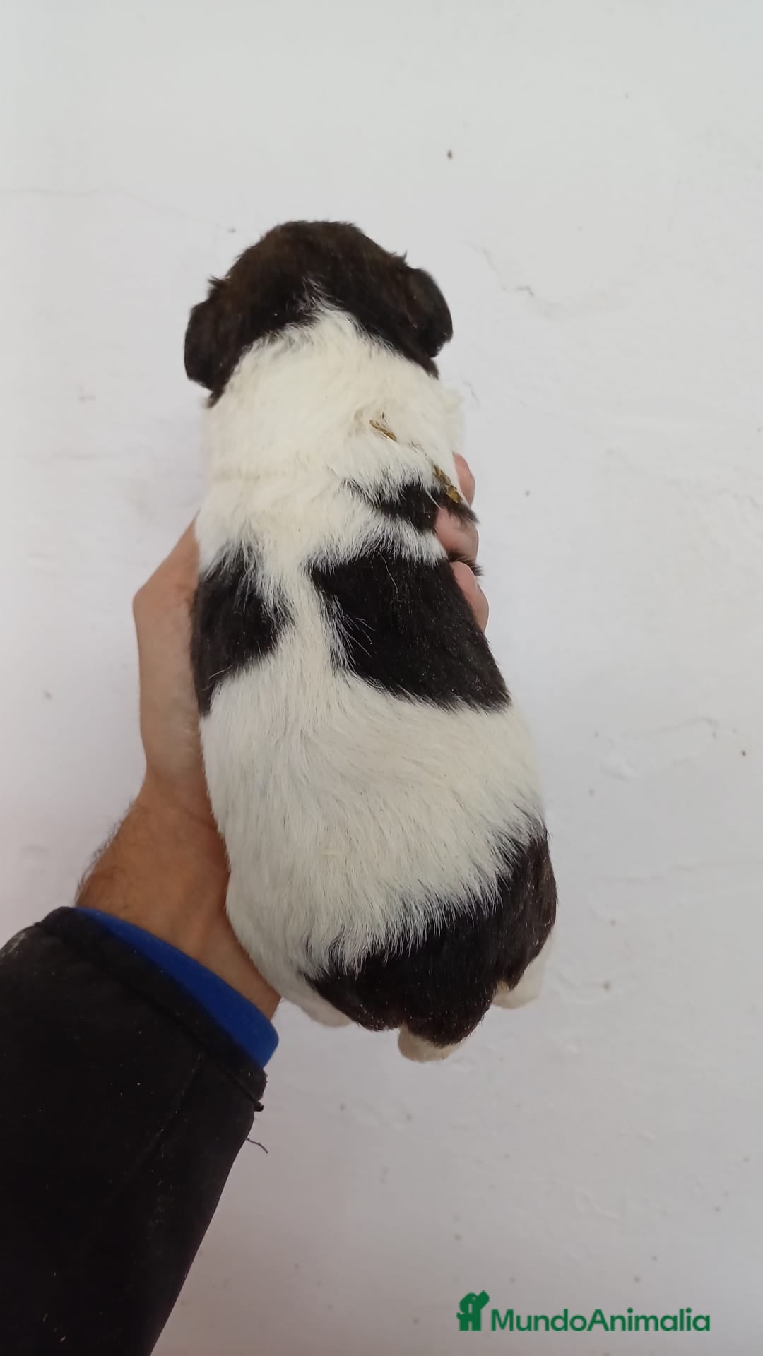 Fox Terrier de Pelo Duro perros en venta: Foxterrier Pelo Duro  - Anuncio 4