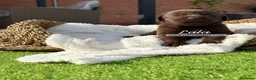Labrador Retriever perros en venta: LABRADOR HEMBRA - Anuncio 6
