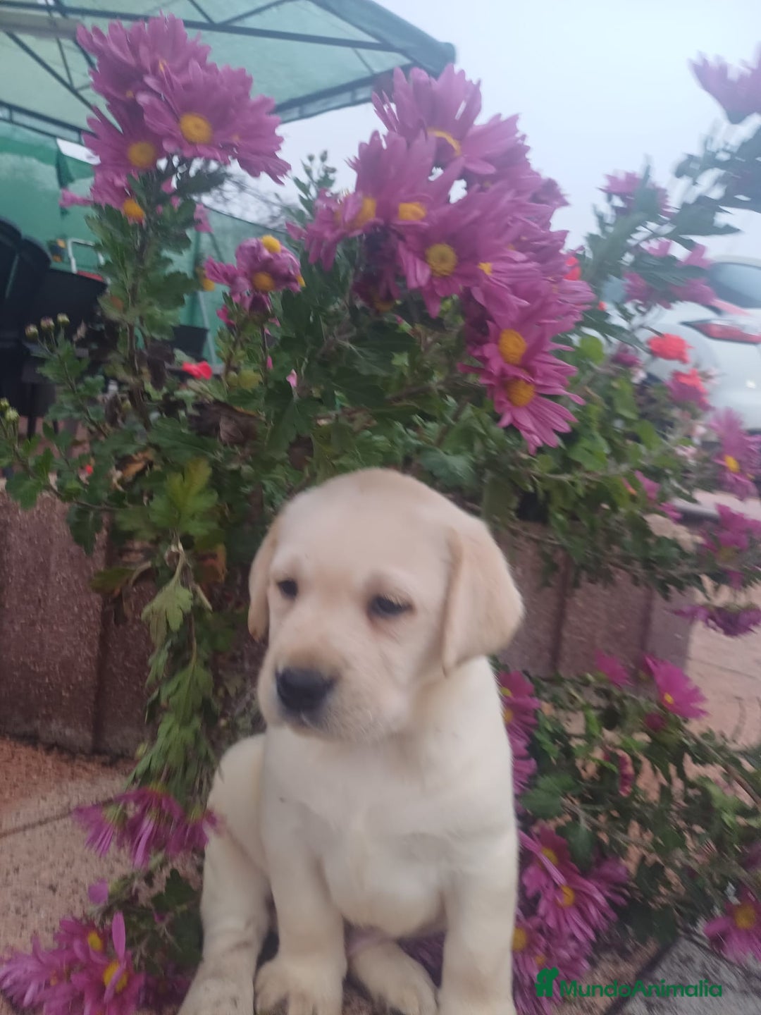 Labrador Retriever perros en venta: Labrador retriever dorado y chocolate  - Anuncio 2