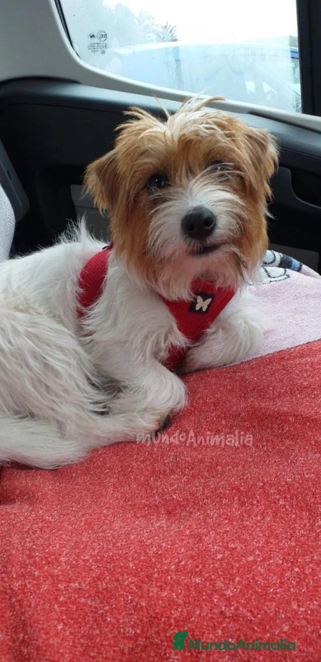 Imagen de galería {{count}}