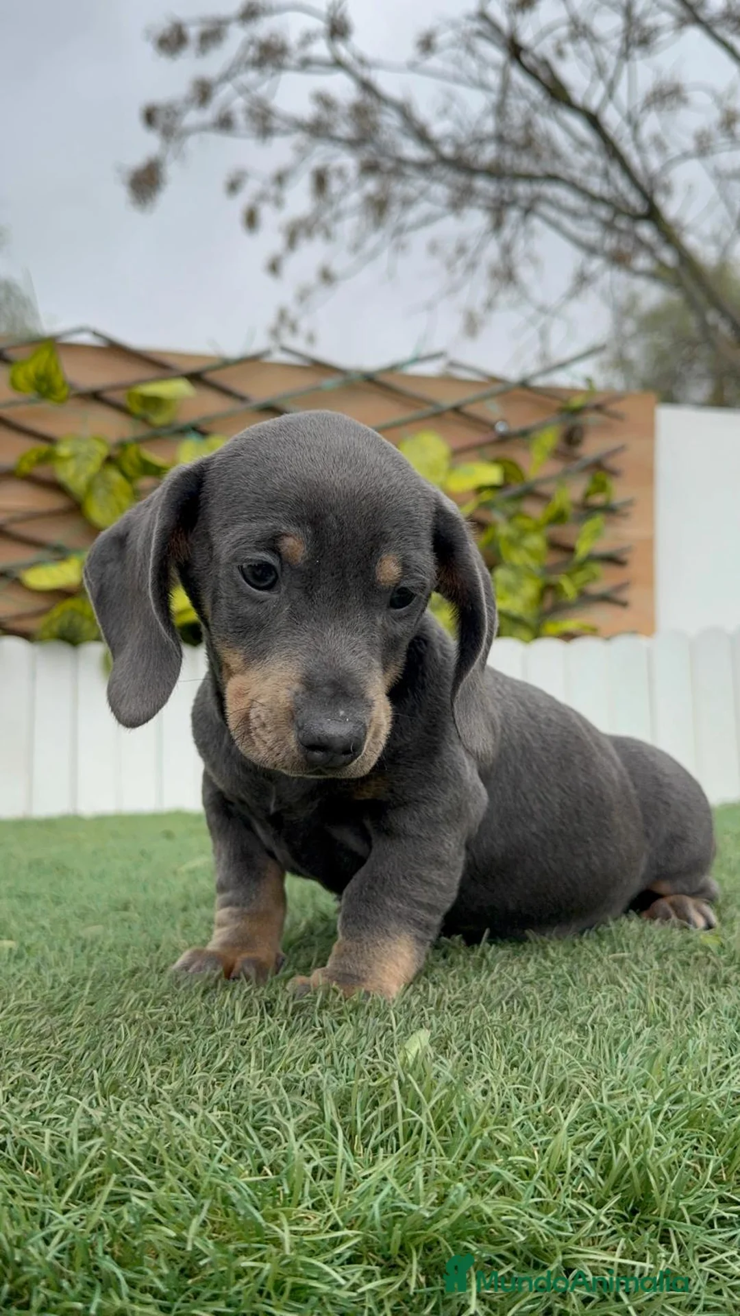 Teckel Miniatura perros en venta: TECKEL MINIATURA - Anuncio 12