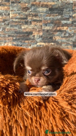 Chihuahua perros - Anuncio 15