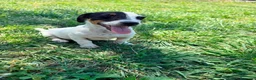 Jack Russell Terrier perros en venta: Jack Russell Terrier  - Anuncio 7