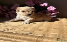 Maltipoo perros en venta: Maltipoo Hambra disponible !!! - Imagen 6