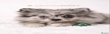 Pomerania 1