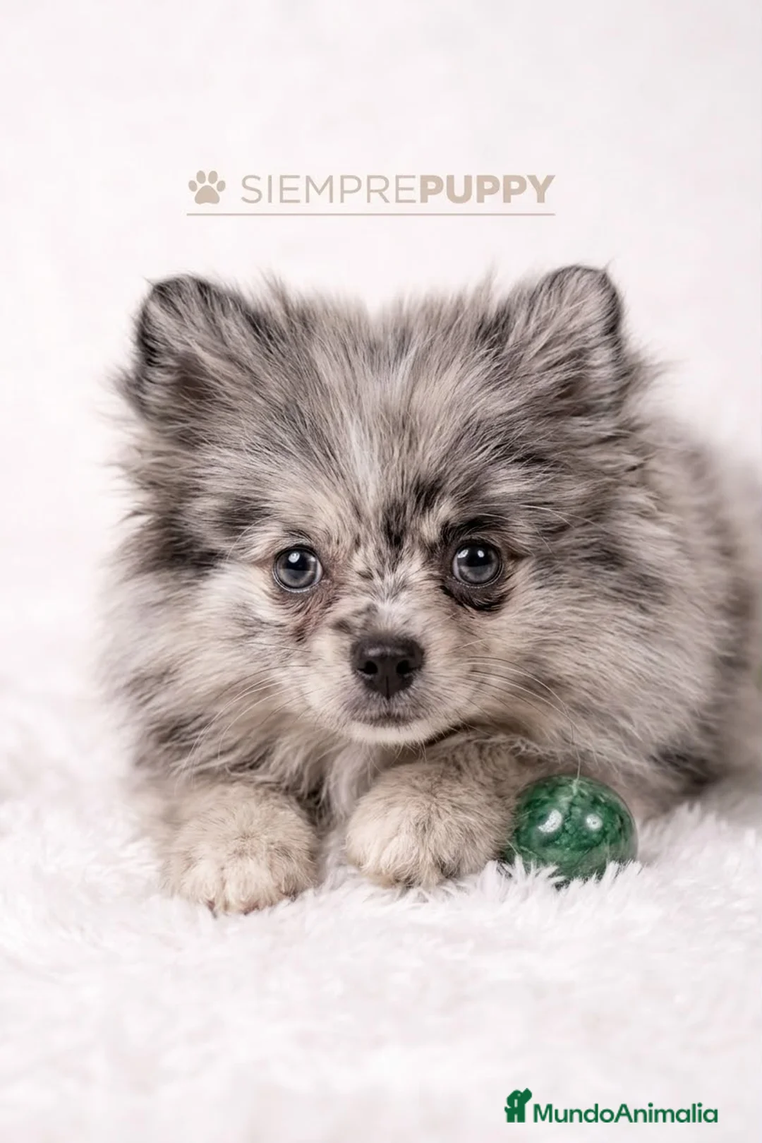 Pomerania perros en venta: POMERANIA MERLE MINI TOY - Anuncio 2
