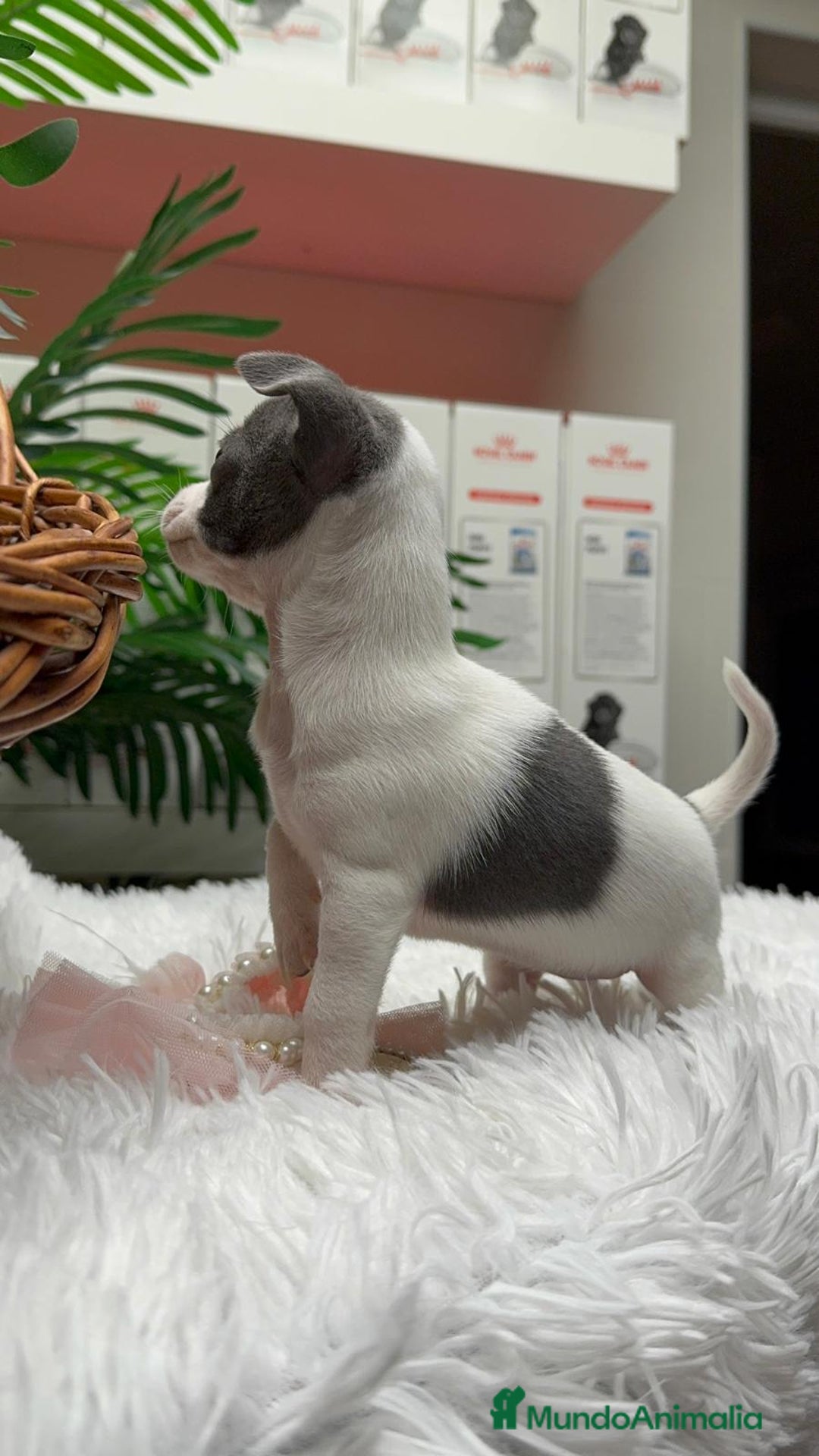 Chihuahua perros en venta: CHIHUAHUA HEMBRA - Anuncio 5