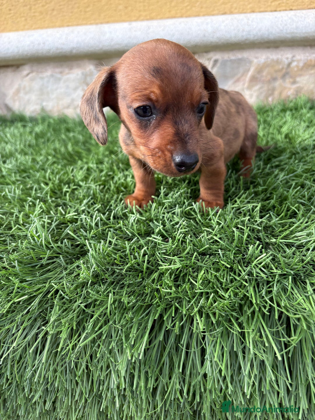 Teckel Miniatura perros en venta: Teckel Kaninchen macho Merle chocolate diluido  - Anuncio 14