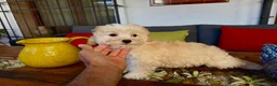 Maltipoo perros en venta: Maltipoo un verdadero encanto de cachorrito!! - Anuncio 5