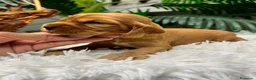 Cocker Spaniel Inglés perros en venta: COCKER SPANIEL INGLÉS  - Anuncio 11