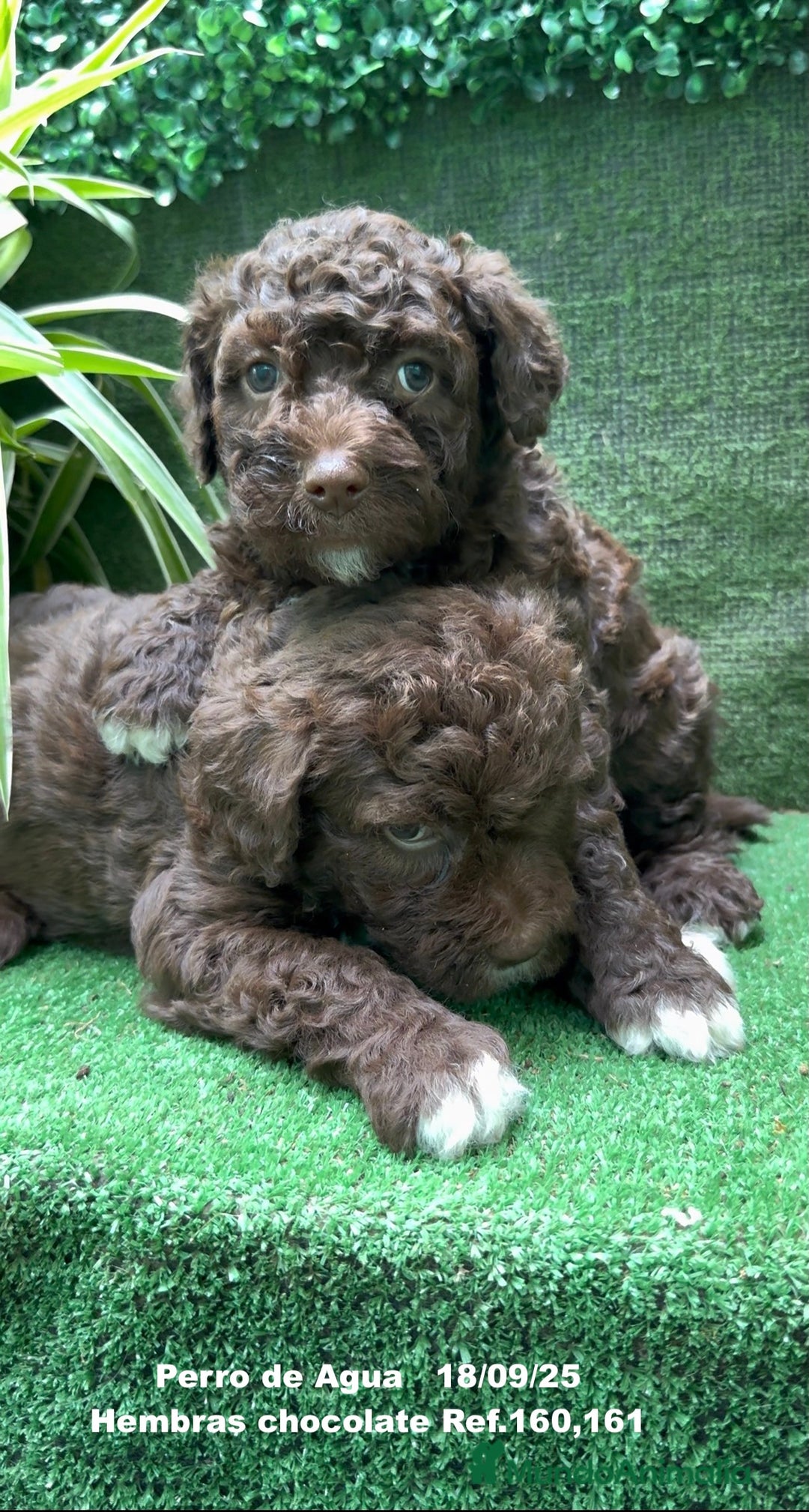 Perro de Agua Español perros en venta: Perro de Agua Español hembra - Anuncio 17