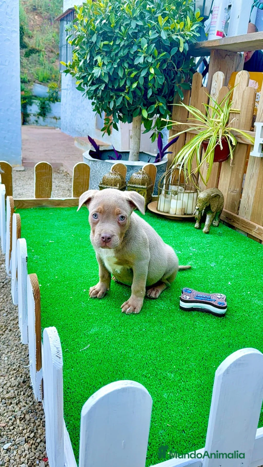 American Bully perros en venta: American Bully XL - Anuncio 2