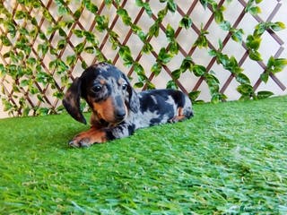 Teckel Miniatura perros Teckels miniatura - Anuncio 35