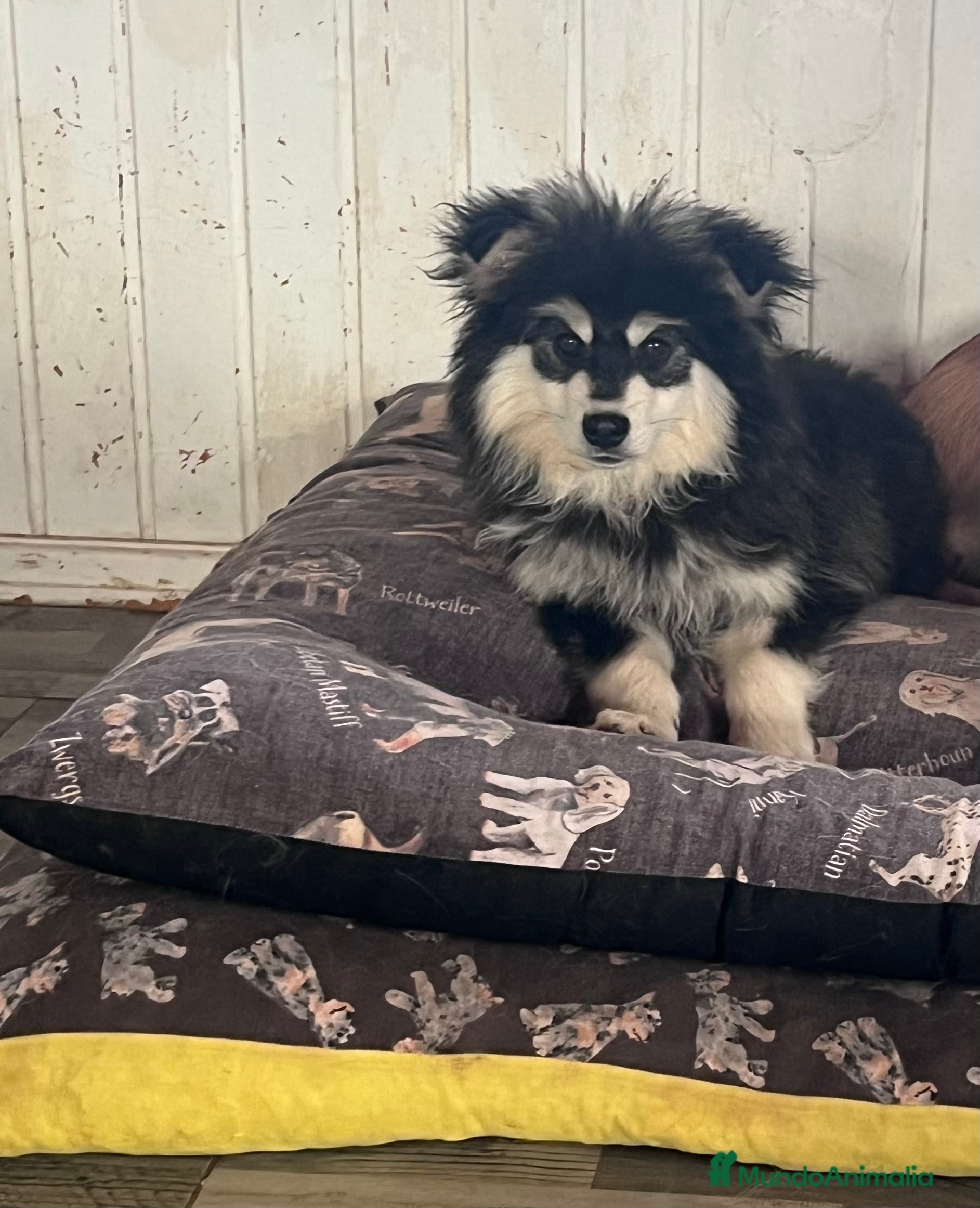 Pomsky perros Pomsky multigeneracional  - Anuncio 2