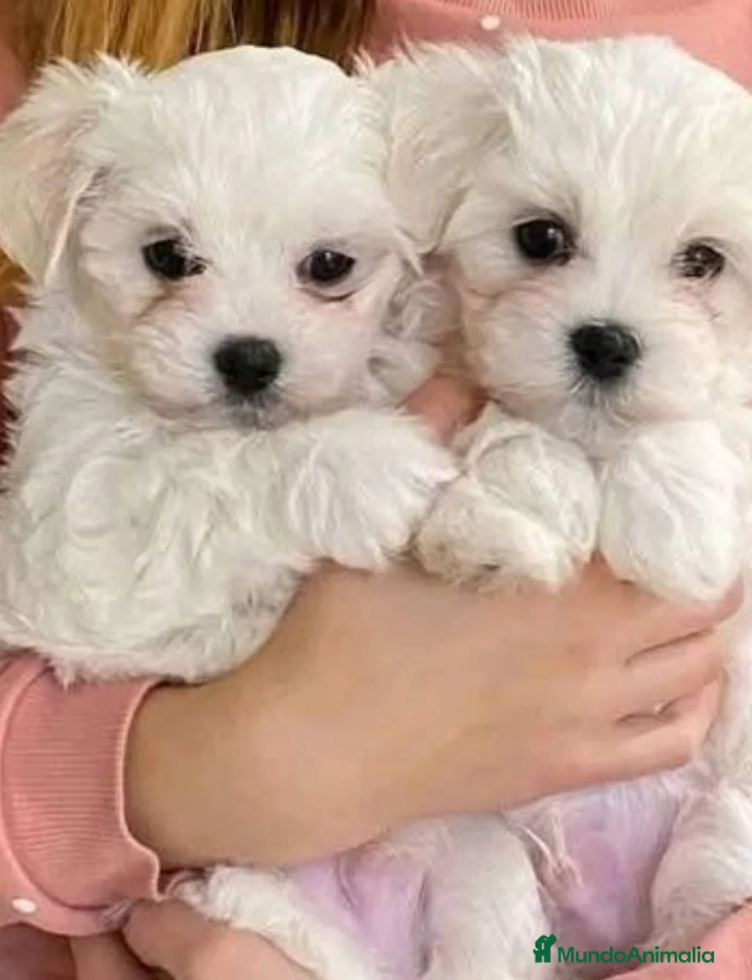Bichón Maltés perros en venta: Cachorros Bichón maltés  - Anuncio 2