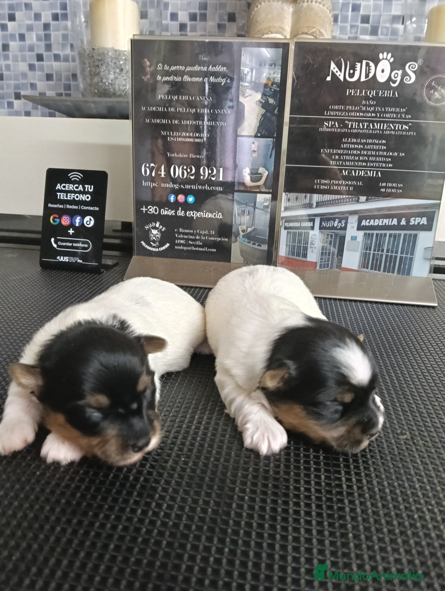 Biewer Yorkshire Terrier a la Pom Pon perros Biewer hembras opción pedigree  - Anuncio 4