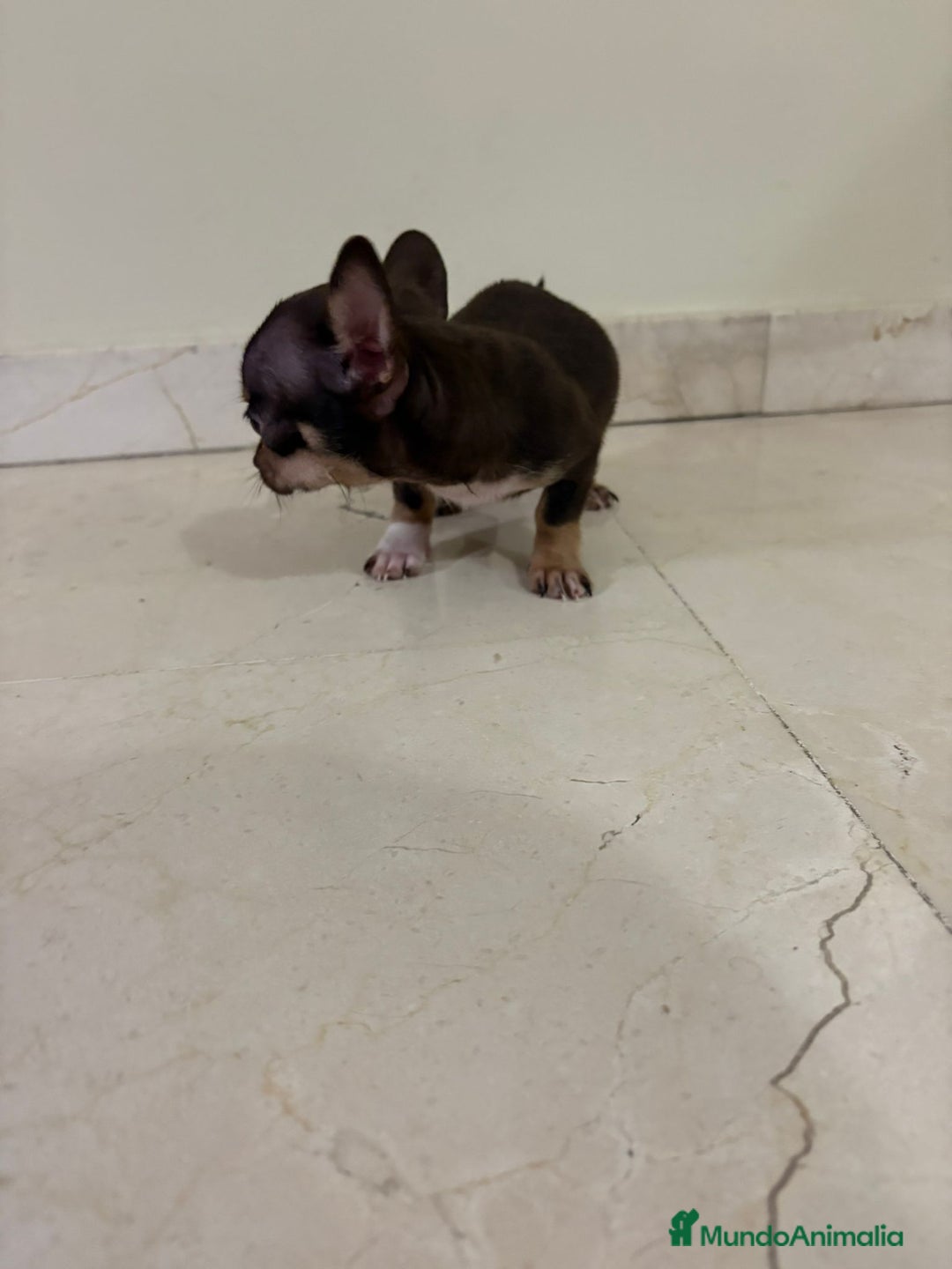 Chihuahua perros en venta: Chihuahua mini toy chocolate  - Anuncio 4