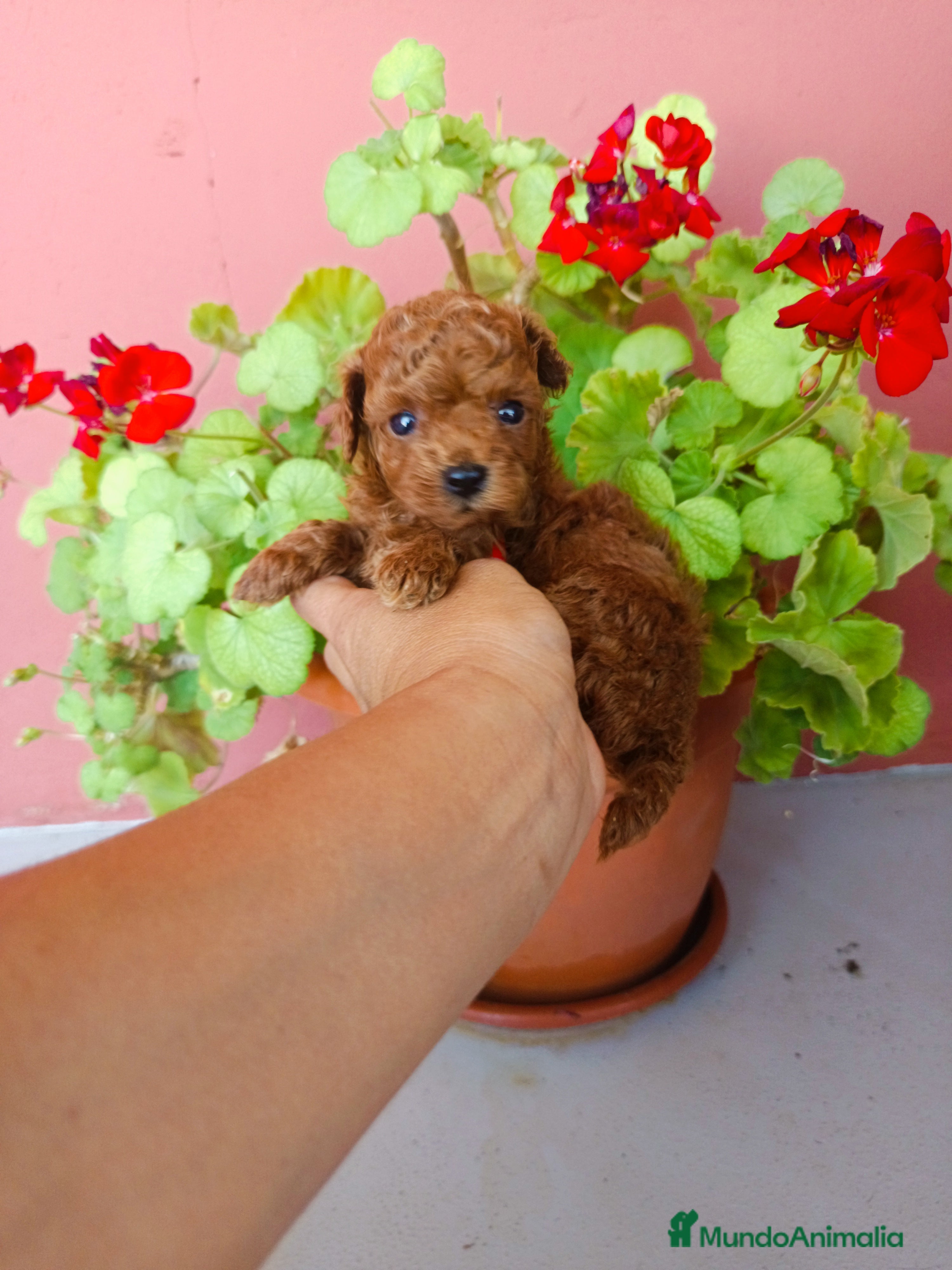 Caniche Toy perros Caniche toy rojo - Anuncio 41