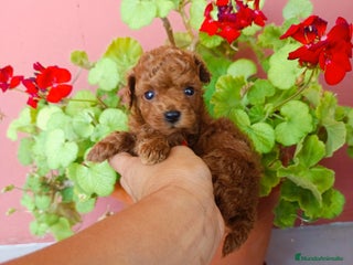 Caniche Toy perros - Anuncio 31