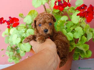 Caniche Toy perros Caniche toy rojo - Anuncio 16