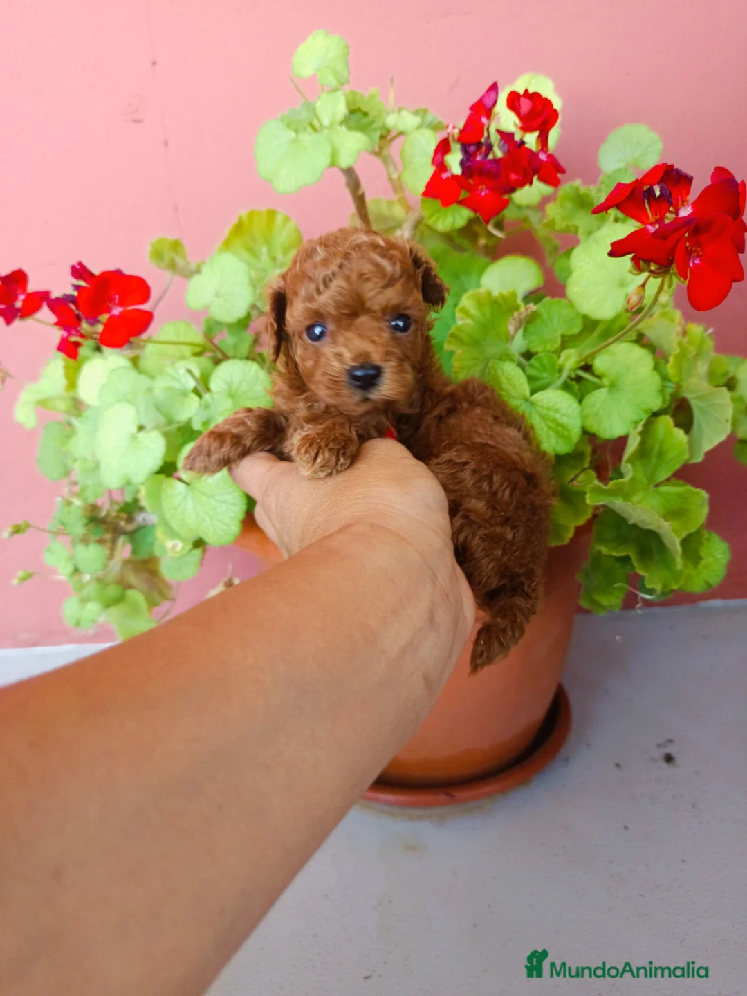 Caniche Toy perros en venta: Caniche toy rojo - Anuncio 1