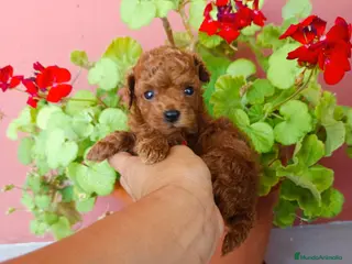 Caniche Toy perros Caniche toy rojo - Anuncio 35