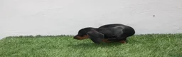 Teckel Miniatura perros en venta: Teckel Miniatura  - Anuncio 9