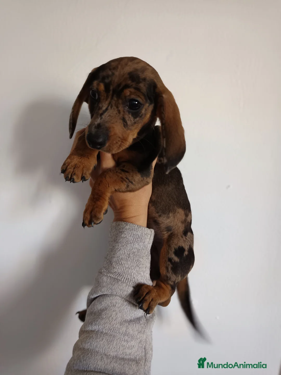 Teckel Miniatura perros en venta: Teckel canichen en Badajoz - Anuncio 1