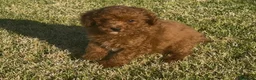 Caniche Toy perros en venta: Caniche macho toy - Anuncio 4