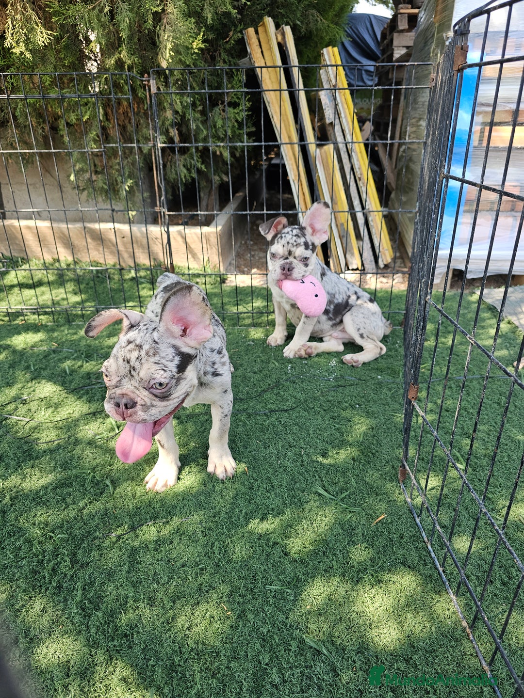 Bulldog Francés perros en venta: Bulldog francés económico  - Imagen 3