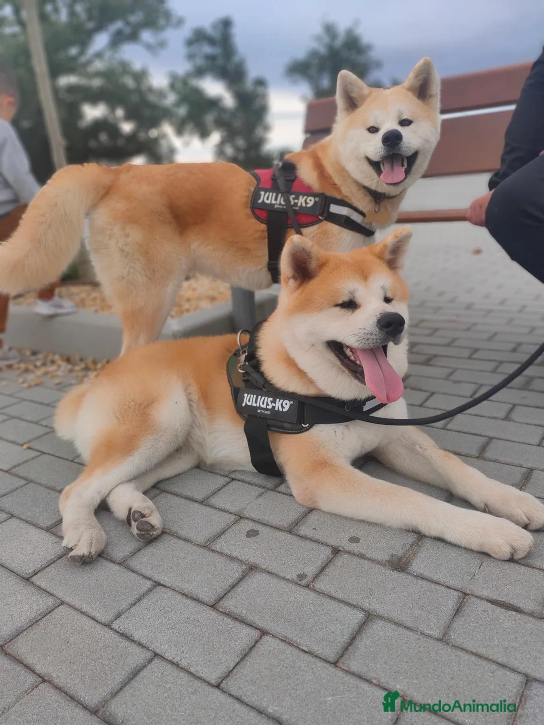 Akita Inu perros en venta: Akita inu japonés  - Anuncio 5