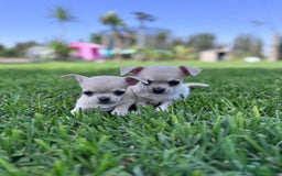 Chihuahua perros en venta: CHIHUAHUA MACHO - Imagen 5