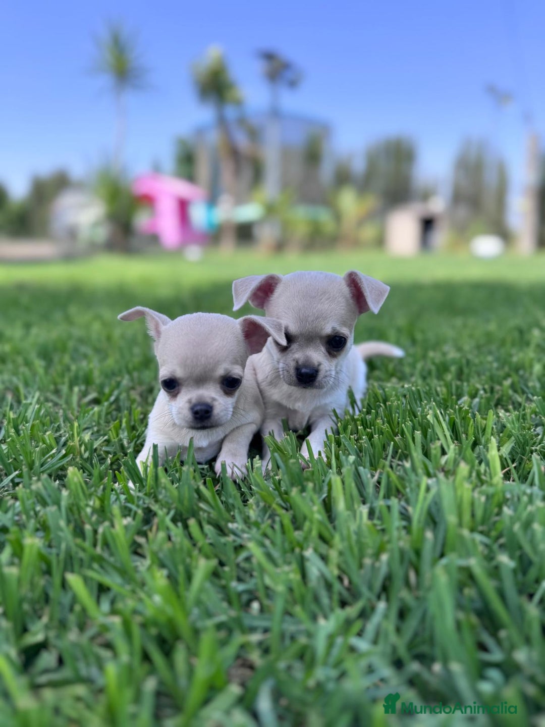 Chihuahua perros en venta: CHIHUAHUA MACHO - Imagen 5