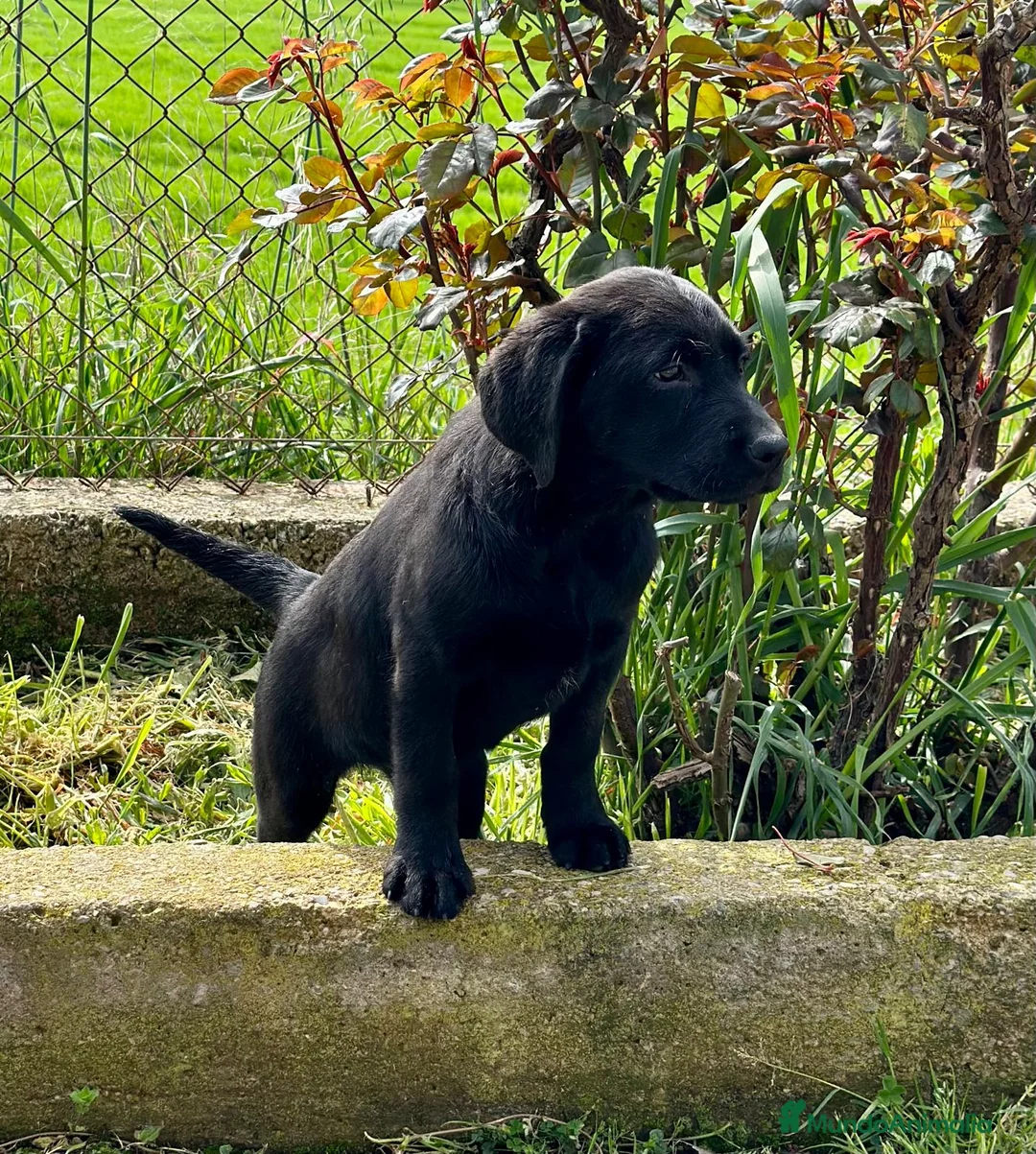 Labrador Retriever perros en venta: Labrador negro en Barcelona - Anuncio 4