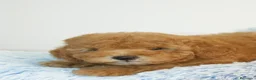 Caniche Toy perros en venta: CANICHE TOY APRICOT  - Anuncio 5
