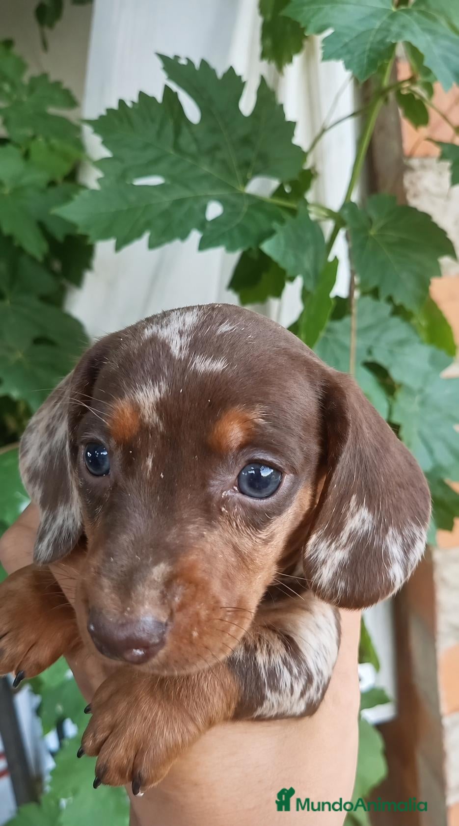Teckel Miniatura perros Teckel arlequín chocolate 🤎 - Anuncio 2